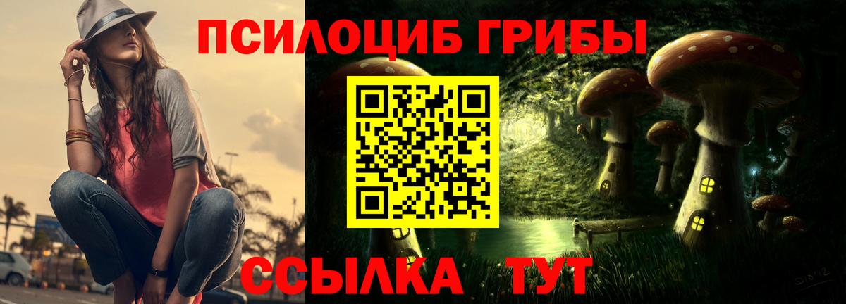 Псилоцибиновые грибы Psilocybe Тайшет